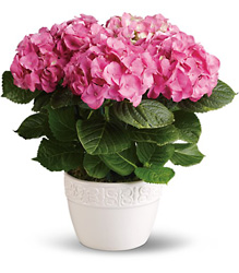  Hydrangea - Pink from Clifford's where roses are our specialty